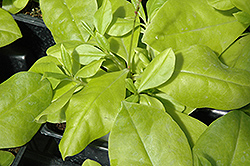 Limon Jewels Of Opar (Talinum paniculatum 'Limon') at Lakeshore Garden Centres