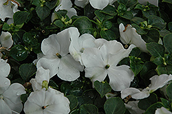 Show Off White Impatiens (Impatiens 'Show Off White') at Lakeshore Garden Centres