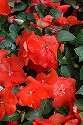 Show Off Orange Impatiens (Impatiens 'Show Off Orange') at Lakeshore Garden Centres
