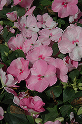 Show Off Pink Impatiens (Impatiens 'Show Off Pink') at Lakeshore Garden Centres