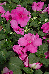 Show Off Lilac Impatiens (Impatiens 'Show Off Lilac') at Lakeshore Garden Centres