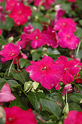 Show Off Burgundy Impatiens (Impatiens 'Show Off Burgundy') at Lakeshore Garden Centres