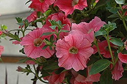 Suncatcher Salmon Vein Petunia (Petunia 'Suncatcher Salmon Vein') at Lakeshore Garden Centres