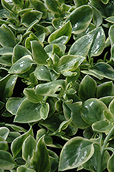 Mezoo Trailing Red Livingstone Daisy (Dorotheanthus bellidiformis 'Mesbicla') at Lakeshore Garden Centres