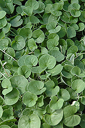 Emerald Falls Dichondra (Dichondra argentea 'Emerald Falls') at Lakeshore Garden Centres