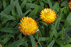 Basket Bon Bon Strawflower (Bracteantha bracteata 'Basket Bon Bon') at Lakeshore Garden Centres