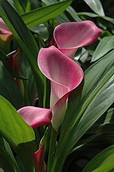 Garnet Glow Calla Lily (Zantedeschia 'Garnet Glow') at Lakeshore Garden Centres