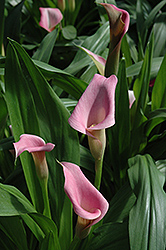 Lipstick Calla Lily (Zantedeschia 'Lipstick') at Lakeshore Garden Centres