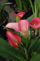 Fire Glow Calla Lily (Zantedeschia 'Fire Glow') at Lakeshore Garden Centres