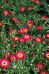 Madeira Cherry Red Marguerite Daisy (Argyranthemum frutescens 'Madeira Cherry Red') at Lakeshore Garden Centres