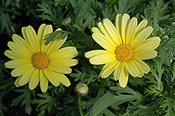 Elsa White Marguerite Daisy (Argyranthemum frutescens 'Elsa White') at Lakeshore Garden Centres