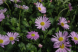 Jumbo Mauve Swan River Daisy (Brachyscome 'Happy Face Pink') at Lakeshore Garden Centres