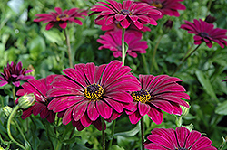 Summertime Kardinal African Daisy (Osteospermum 'Summertime Kardinal') at Lakeshore Garden Centres