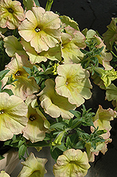 Suncatcher Pink Lemonade Petunia (Petunia 'Suncatcher Pink Lemonade') at Lakeshore Garden Centres