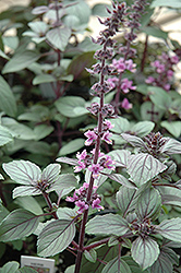 African Blue Basil (Ocimum 'African Blue') at Lakeshore Garden Centres