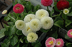Bellisima Yellow English Daisy (Bellis perennis 'Bellissima Yellow') at Lakeshore Garden Centres