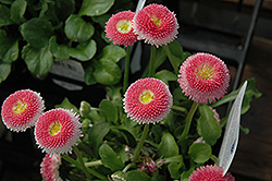 Bellisima Pink English Daisy (Bellis perennis 'Bellissima Pink') at Lakeshore Garden Centres