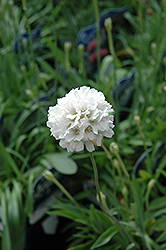 Joystick White Sea Thrift (Armeria pseudarmeria 'Joystick White') at Lakeshore Garden Centres