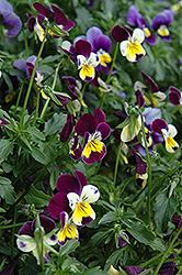 Helen Mount Pansy (Viola tricolor 'Helen Mount') at Lakeshore Garden Centres