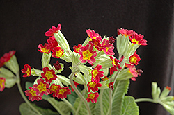 Sunset Shades Cowslip (Primula veris 'Sunset Shades') at Lakeshore Garden Centres