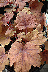 Evening Spice Foamy Bells (Heucherella 'Evening Spice') at Lakeshore Garden Centres
