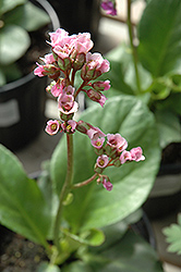 Red Beauty Bergenia (Bergenia cordifolia 'Red Beauty') at Golden Acre Home & Garden