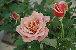 Koko Loko Rose (Rosa 'Koko Loko') at Lakeshore Garden Centres