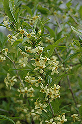 Cherry Prinsepia (Prinsepia sinensis) at Lakeshore Garden Centres
