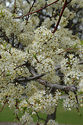 President Plum (Prunus 'President') at Lakeshore Garden Centres