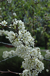 Greengage Plum (Prunus 'Greengage') at Lakeshore Garden Centres
