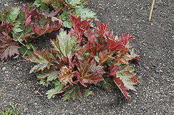 Rote Auslese Ornamental Rhubarb (Rheum palmatum 'Rote Auslese') at Lakeshore Garden Centres