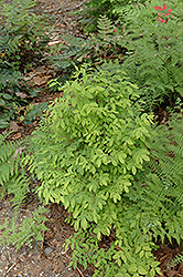 Red Huckleberry (Vaccinium parvifolium) at Lakeshore Garden Centres