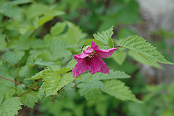 Salmonberry (Rubus spectabilis) at Lakeshore Garden Centres