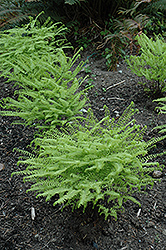 Western Maidenhair Fern (Adiantum aleuticum) at Lakeshore Garden Centres