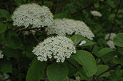 Aurora Viburnum (Viburnum carlesii 'Aurora') at Lakeshore Garden Centres
