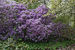 Blue Rhododendron (Rhododendron augustinii) at Lakeshore Garden Centres