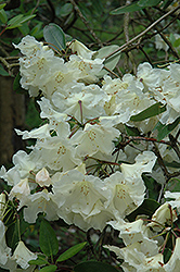 Carolyn Grace Rhododendron (Rhododendron 'Carolyn Grace') at Lakeshore Garden Centres