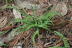 Dwarf Lady Fern (Athyrium filix-femina 'Minutissimum') at Lakeshore Garden Centres