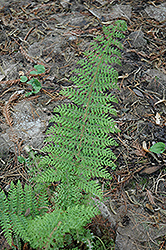 Herrenhausen Shield Fern (Polystichum setiferum 'Herrenhausen') at Peter Knippel Garden Centre