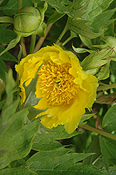 Yellow Tree Peony (Paeonia lutea) at Lakeshore Garden Centres