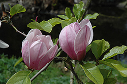Serene Magnolia (Magnolia 'Serene') at Lakeshore Garden Centres