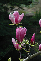 Lilac Chalice Magnolia (Magnolia 'Lilac Chalice') at Lakeshore Garden Centres