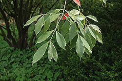 Evergreen Spindle Tree (Euonymus myrianthus) at Lakeshore Garden Centres