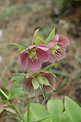 Pink Lady Hellebore (Helleborus 'Pink Lady') at Lakeshore Garden Centres