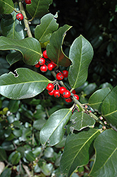 Hendersonii Holly (Ilex x altaclerensis 'Hendersonii') at Lakeshore Garden Centres