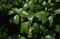 Manig American Holly (Ilex opaca 'Manig') at Lakeshore Garden Centres