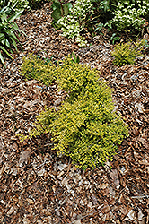 Baggesen's Gold Box Honeysuckle (Lonicera nitida 'Baggesen's Gold') at Lakeshore Garden Centres