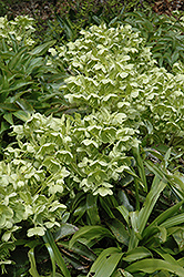 Corsican Hellebore (Helleborus argutifolius) at Lakeshore Garden Centres