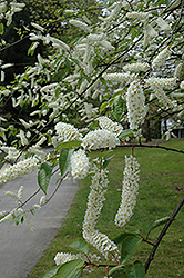 Watereri Bird Cherry (Prunus padus 'Watereri') at Lakeshore Garden Centres