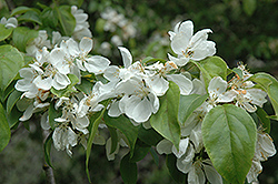 Snowcloud Flowering Crab (Malus 'Snowcloud') at Lakeshore Garden Centres